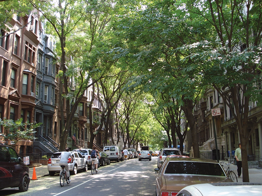 A street with many mature trees