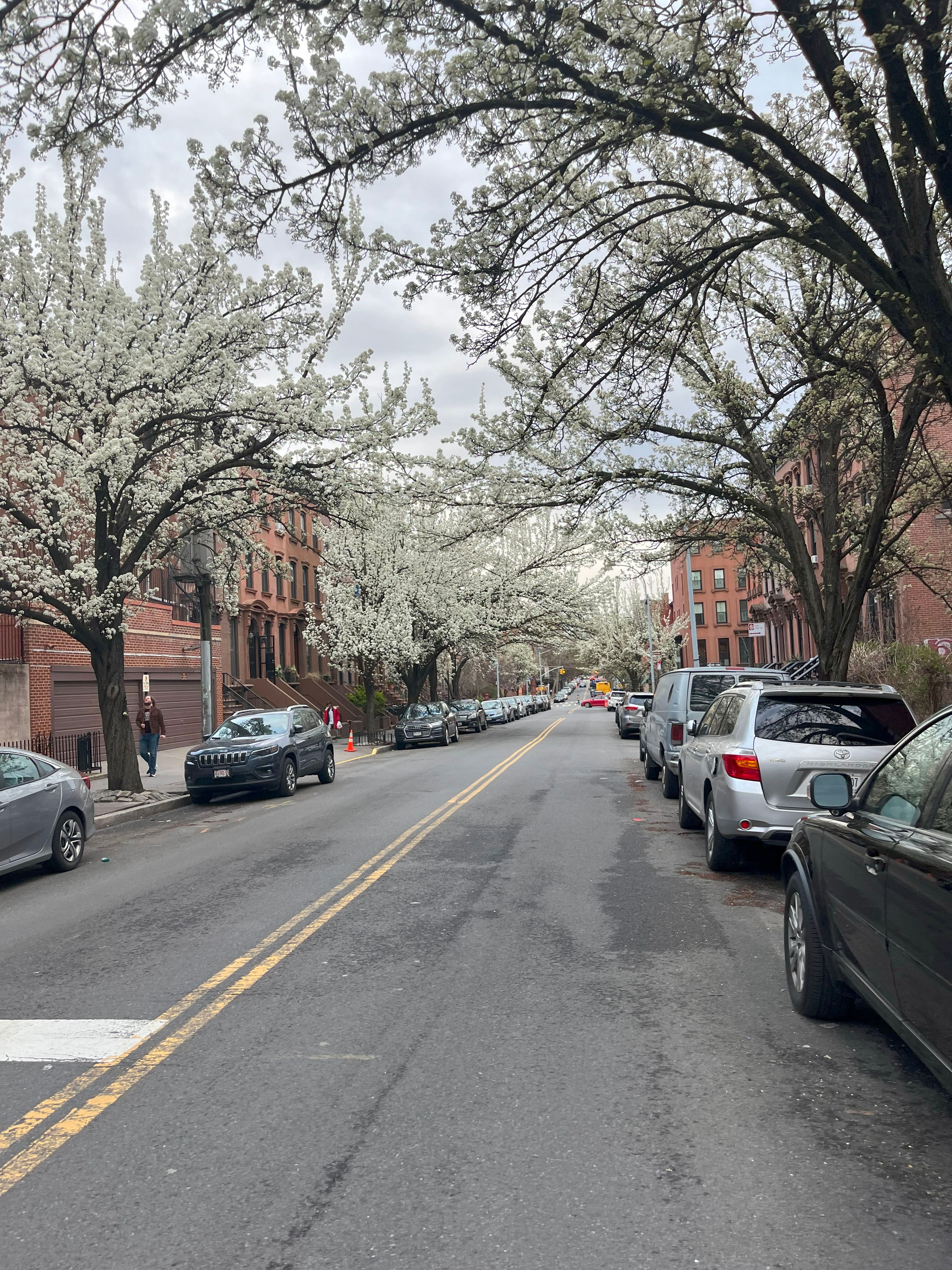 A street with many mature trees in bloom