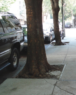 Constricted tree bed