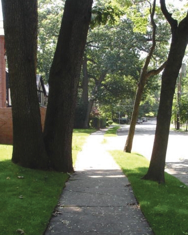 Sidewalk constricting tree growth