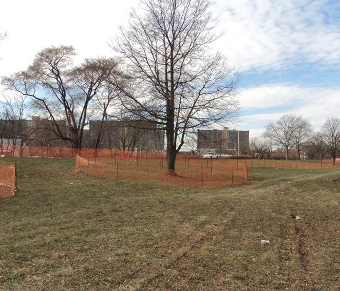 Tree protection area in a park