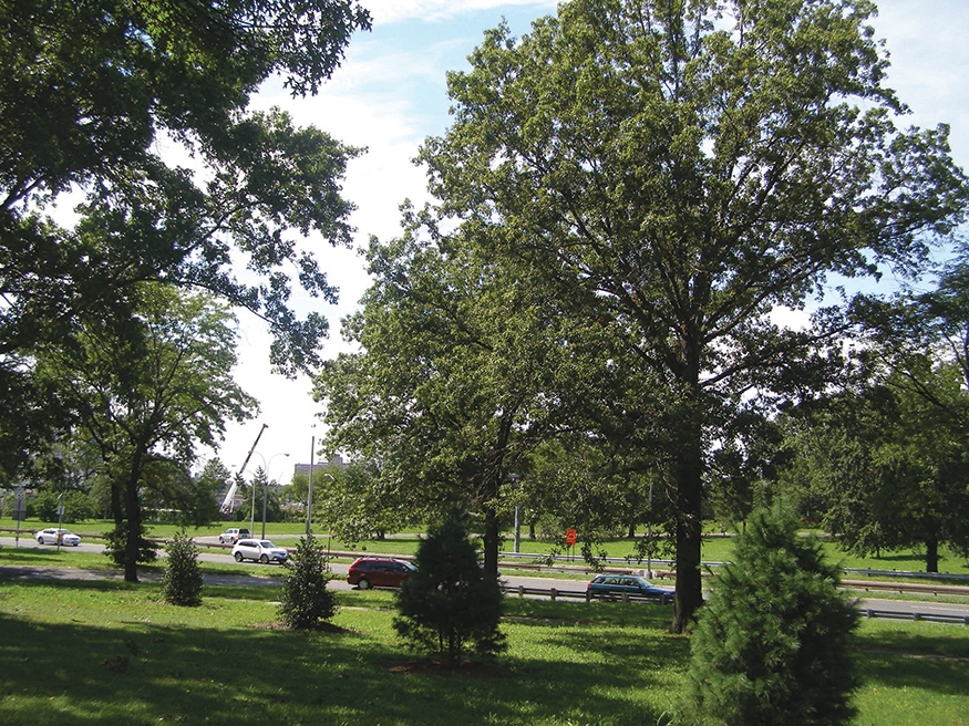 Trees on the side of a highway