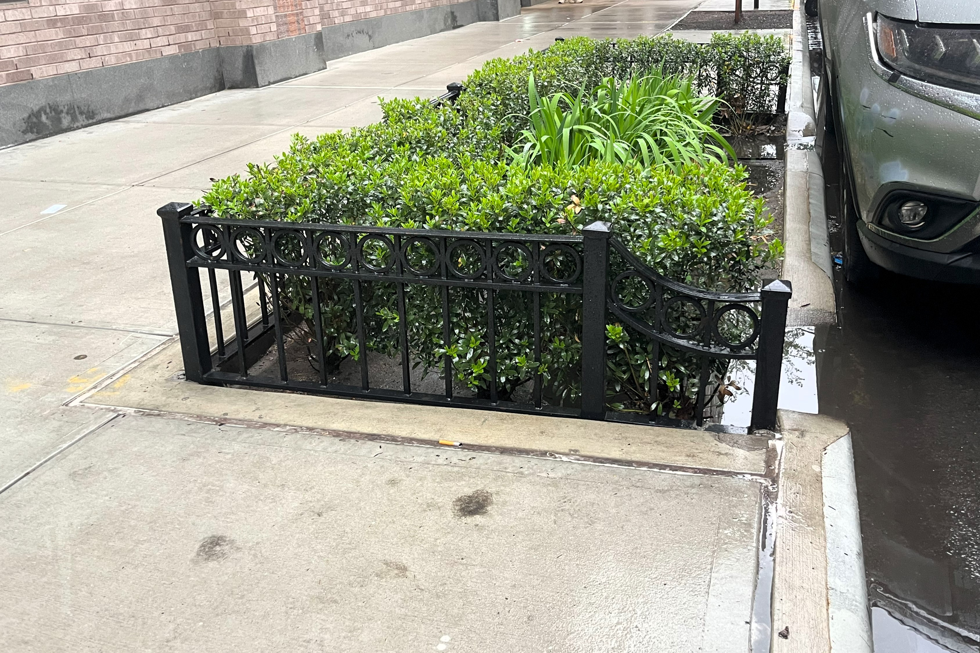 A sidewalk planting area with green shrubs and tall grass, bordered by a decorative black metal fence, one section of which is bent.