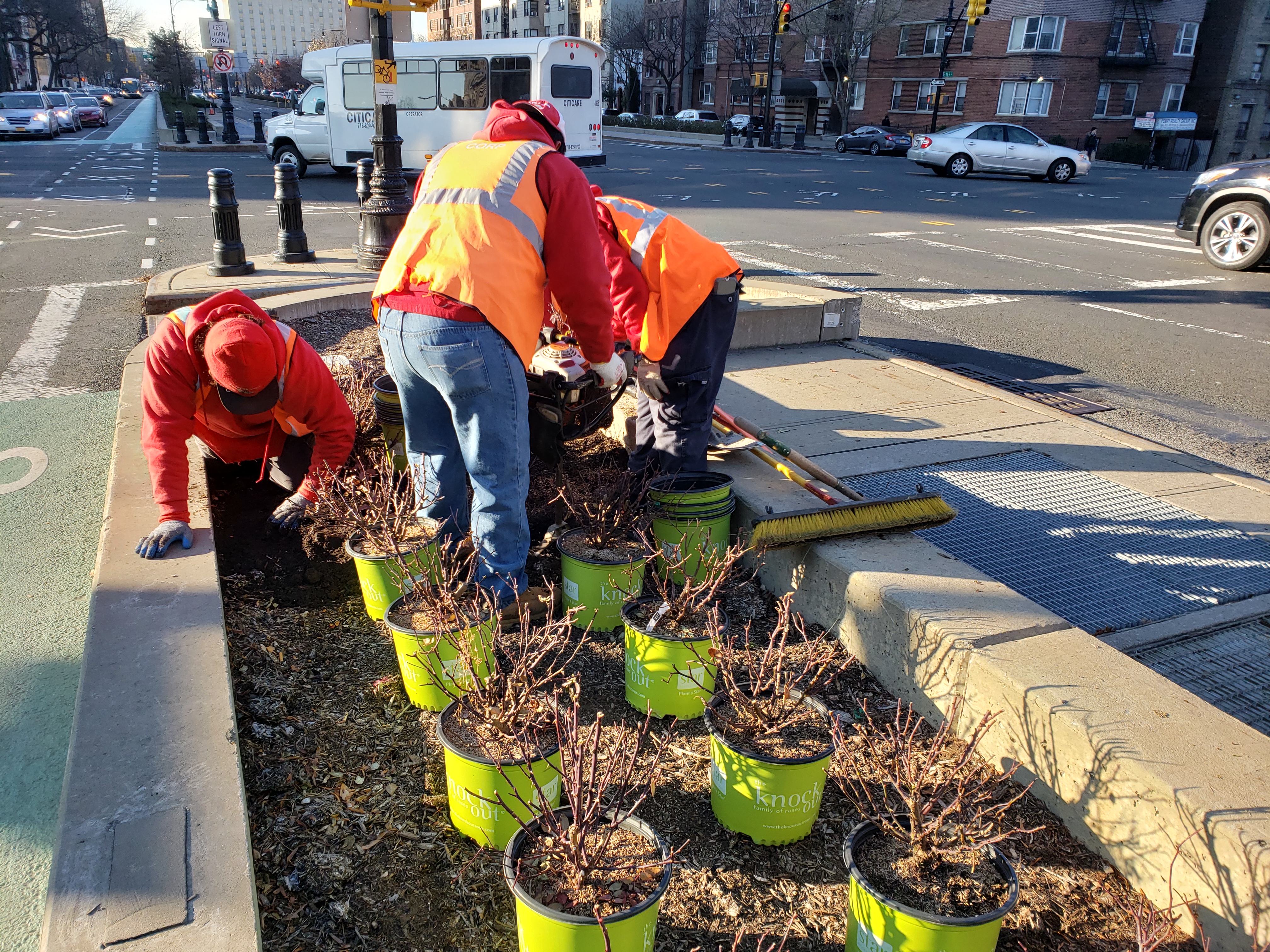 Image of landscape maintenance workers and trainees installing plants within the median
