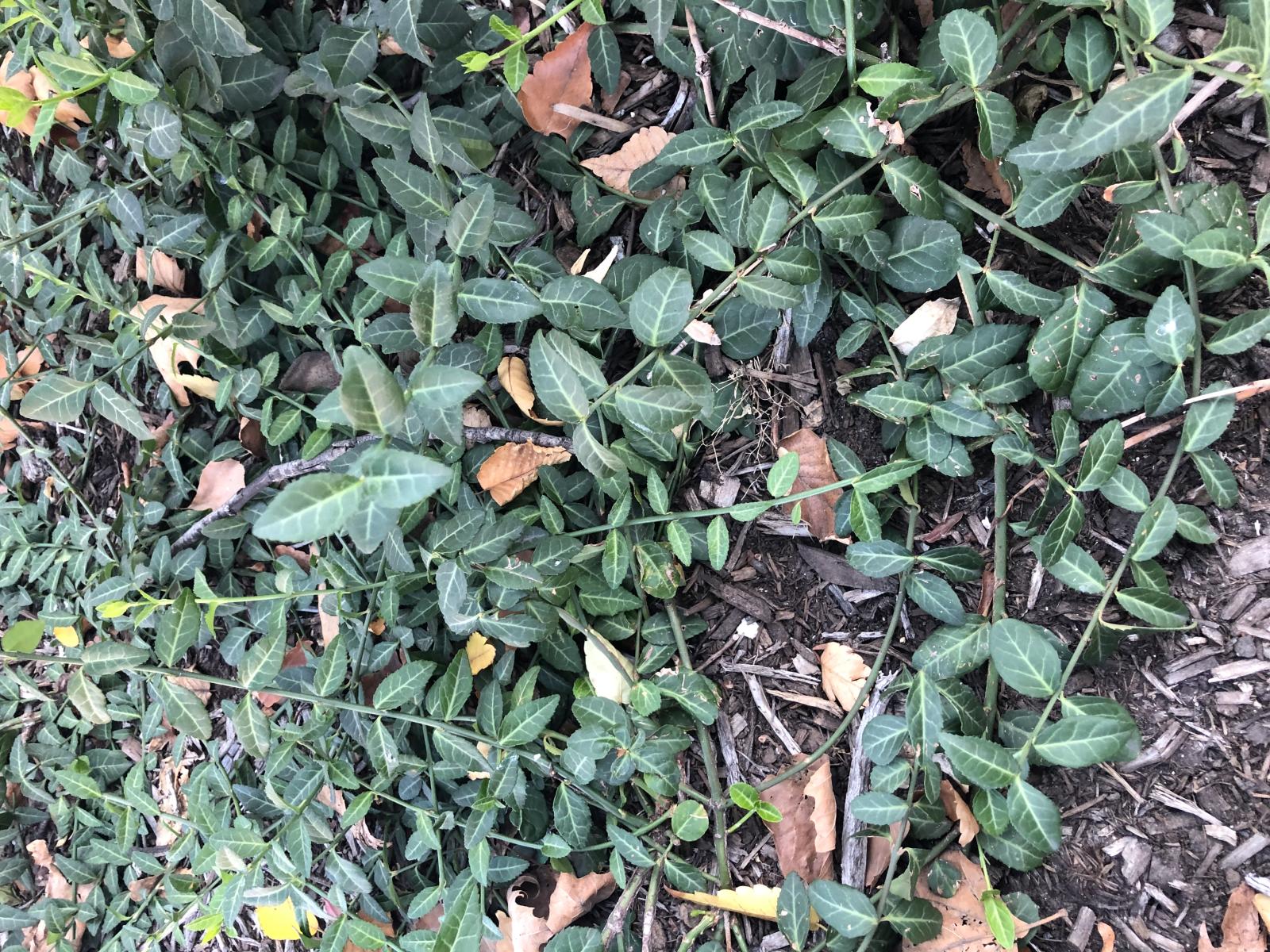 This is a general, overhead image of Euonymus fortunei ('Coloratus' cultivar) on mulch.