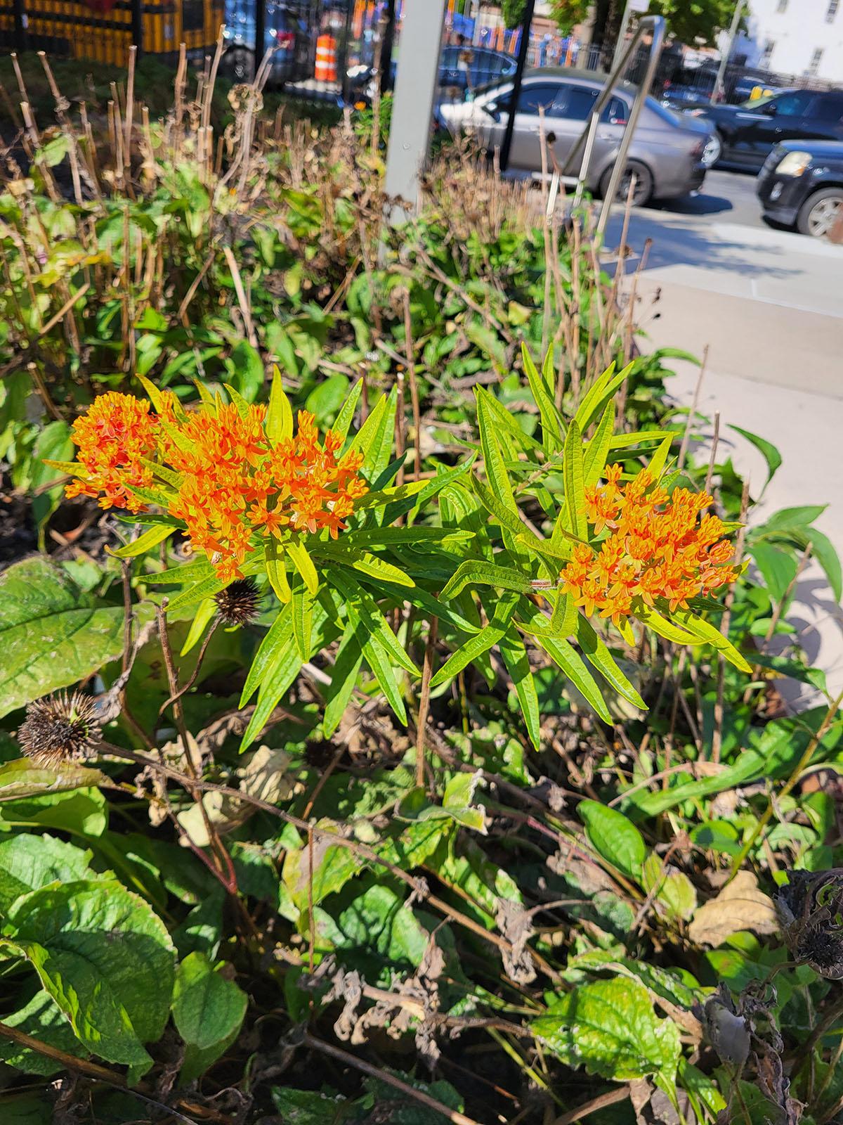 An image of Asclepias tuberosa in the orange variety, displaying both its flowers and leaves on the sidewalk.