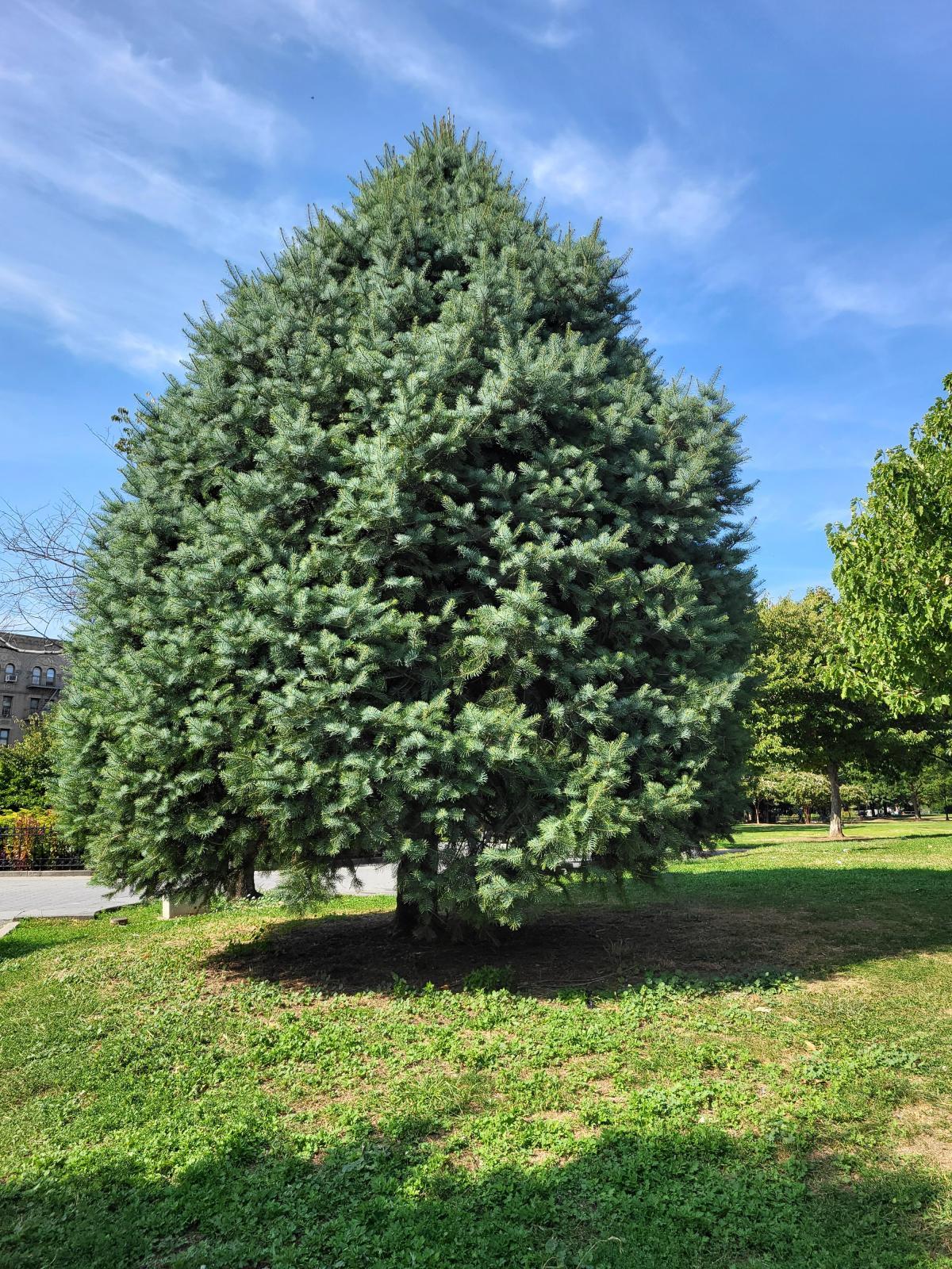 A large, mature specimen of an Abies Concolor tree, displaying it's conical silhouette.