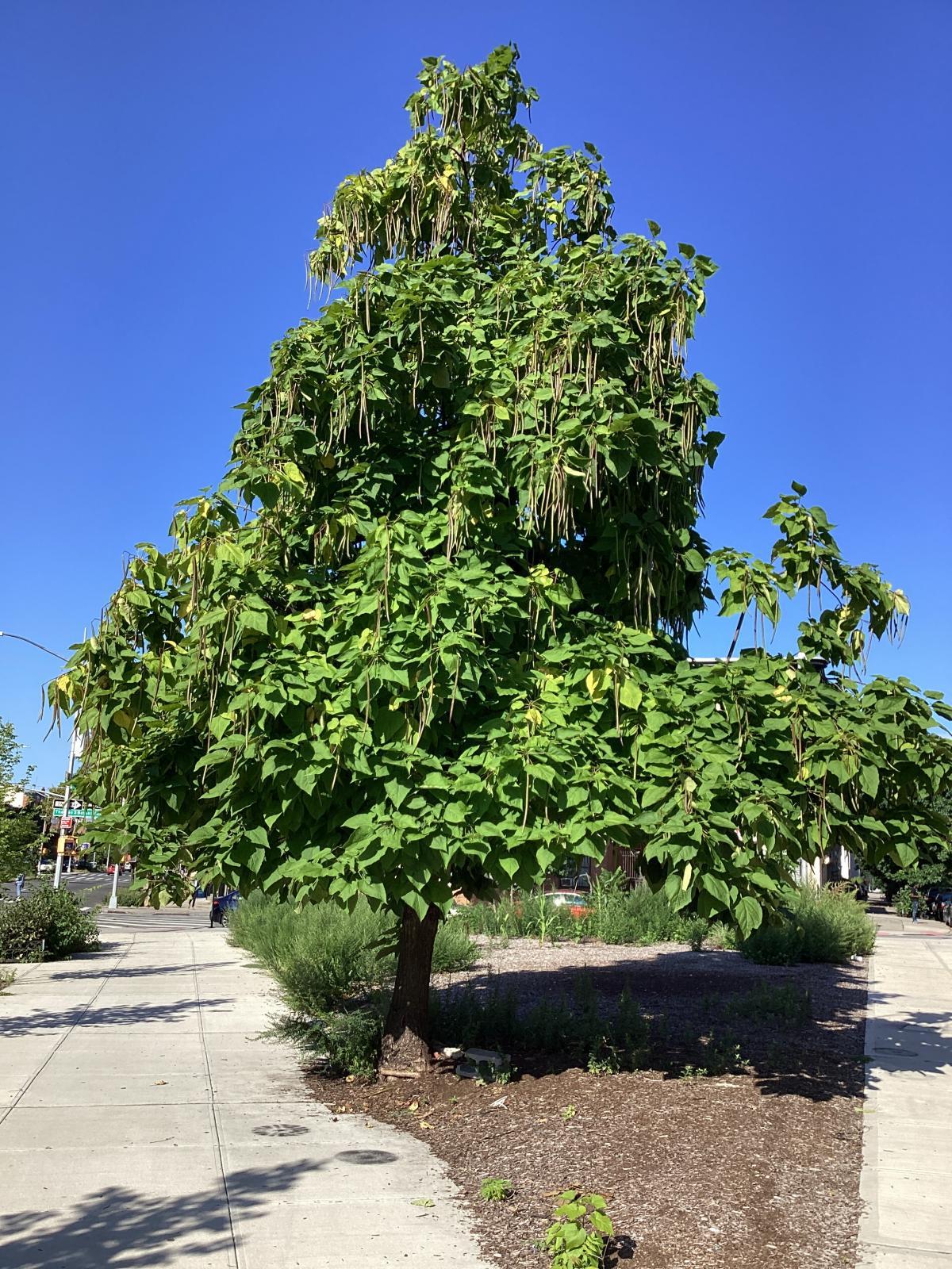 A wide-angle shot of the Catalpa speciosa tree, which has bright green leaves, and white seed pods that dangle. 
