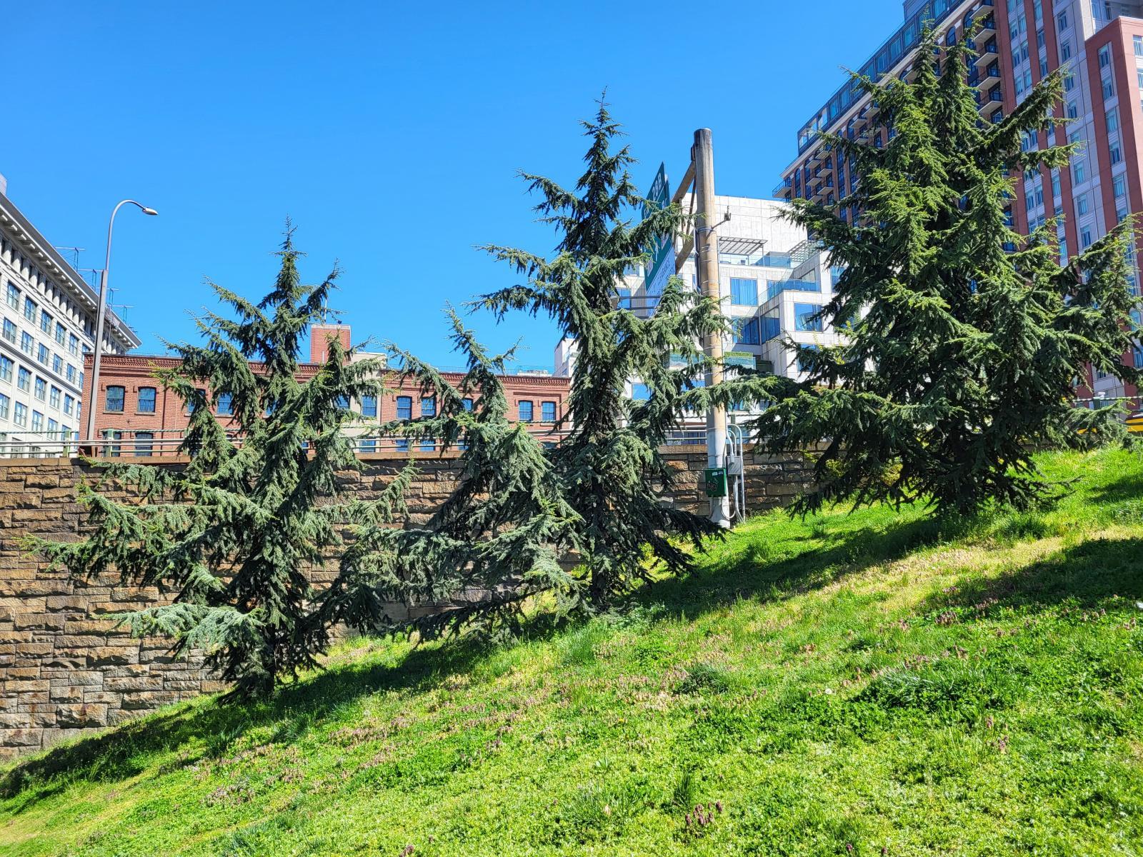 A wide image of multiple Cedrus atlantica trees on a grassy hillside.