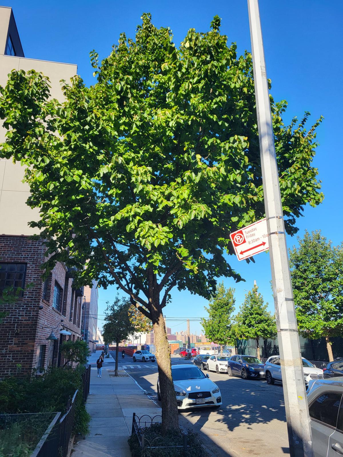 An image of Corylus colurna with a full and round crown of green leaves, positioned next to a street sign.