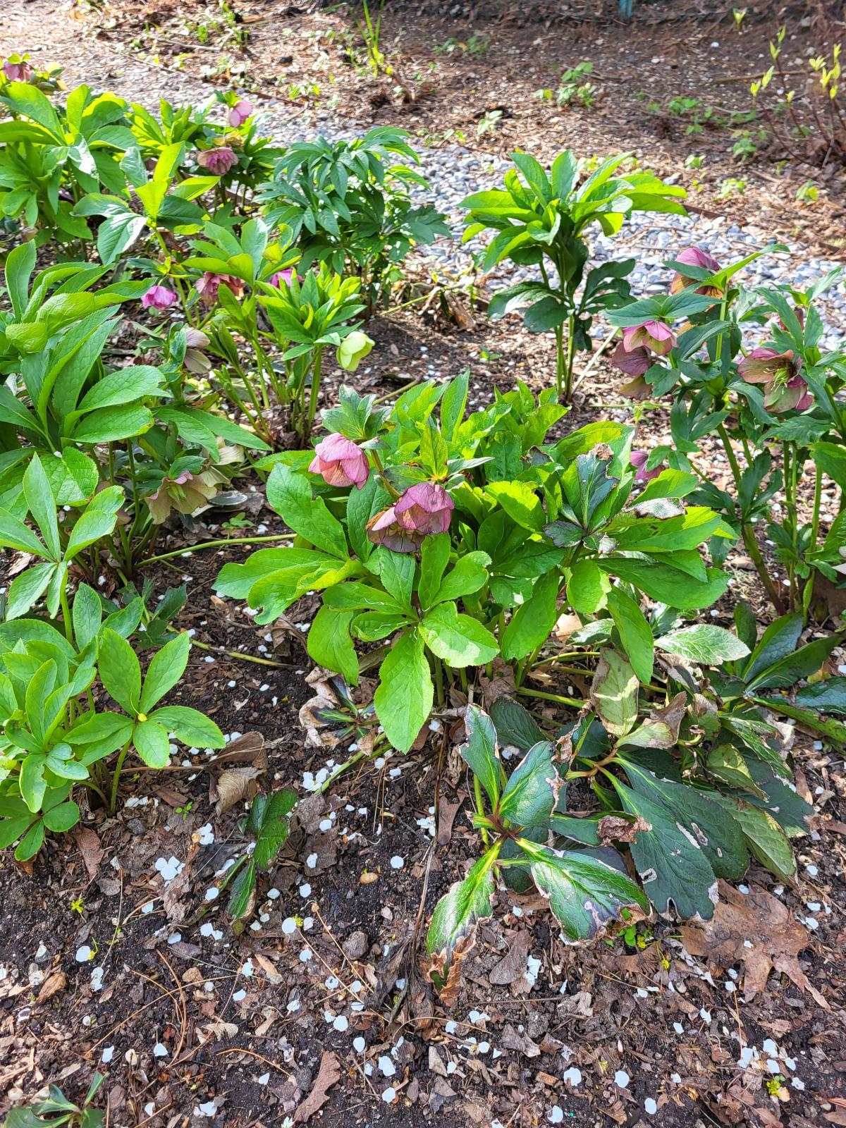 An image of Helleborus x hybridus ('Brandywine Hybrids' cultivar), which includes clusters of green leaves and its accompanying, pink flower. 