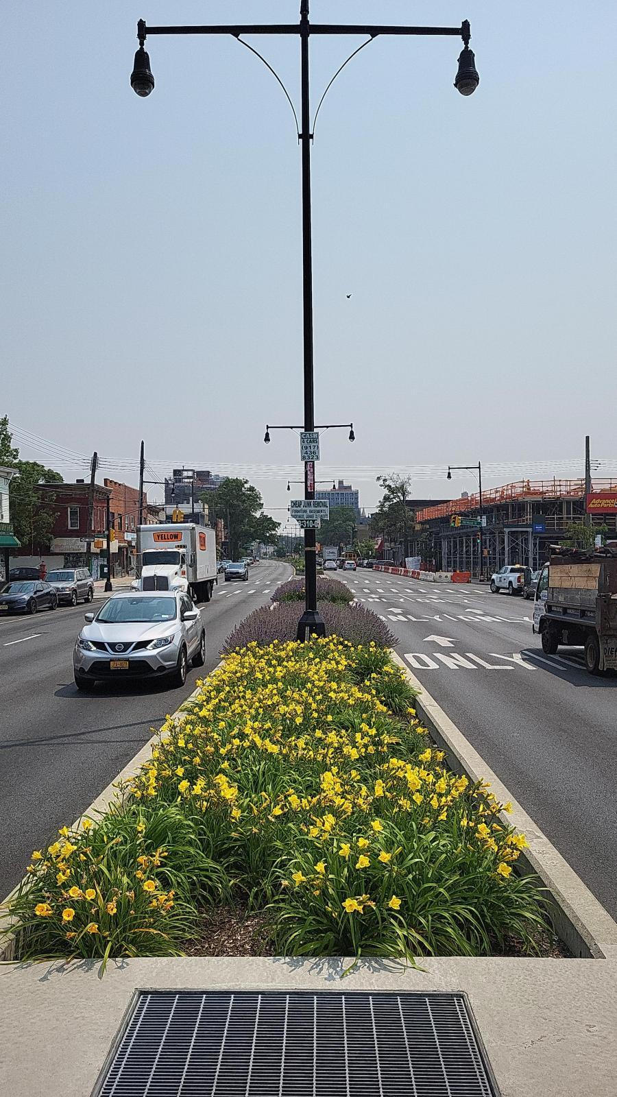 An image of yellow Hemerocallis ('Happy Returns' cultivar) blossoms scattered along a city median.