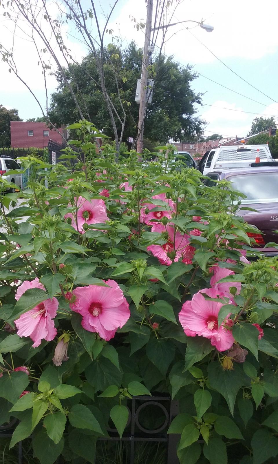 An image of a bushel of Hibiscus laevis flowers, illustrating their pink petals, red center, and green foliage.