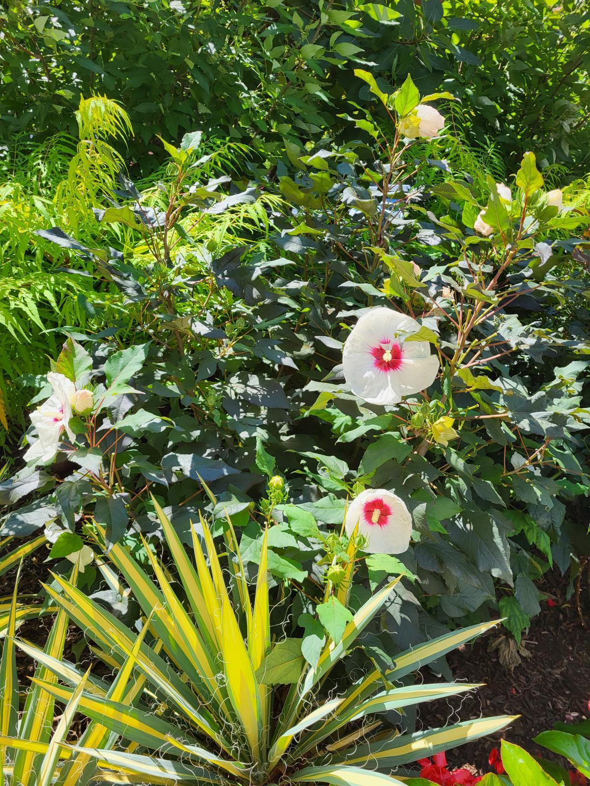 An image of a garden bed of Hibiscus moscheutos ('Southern Belle' cultivar) flowers that are white, accompanied by red centers.