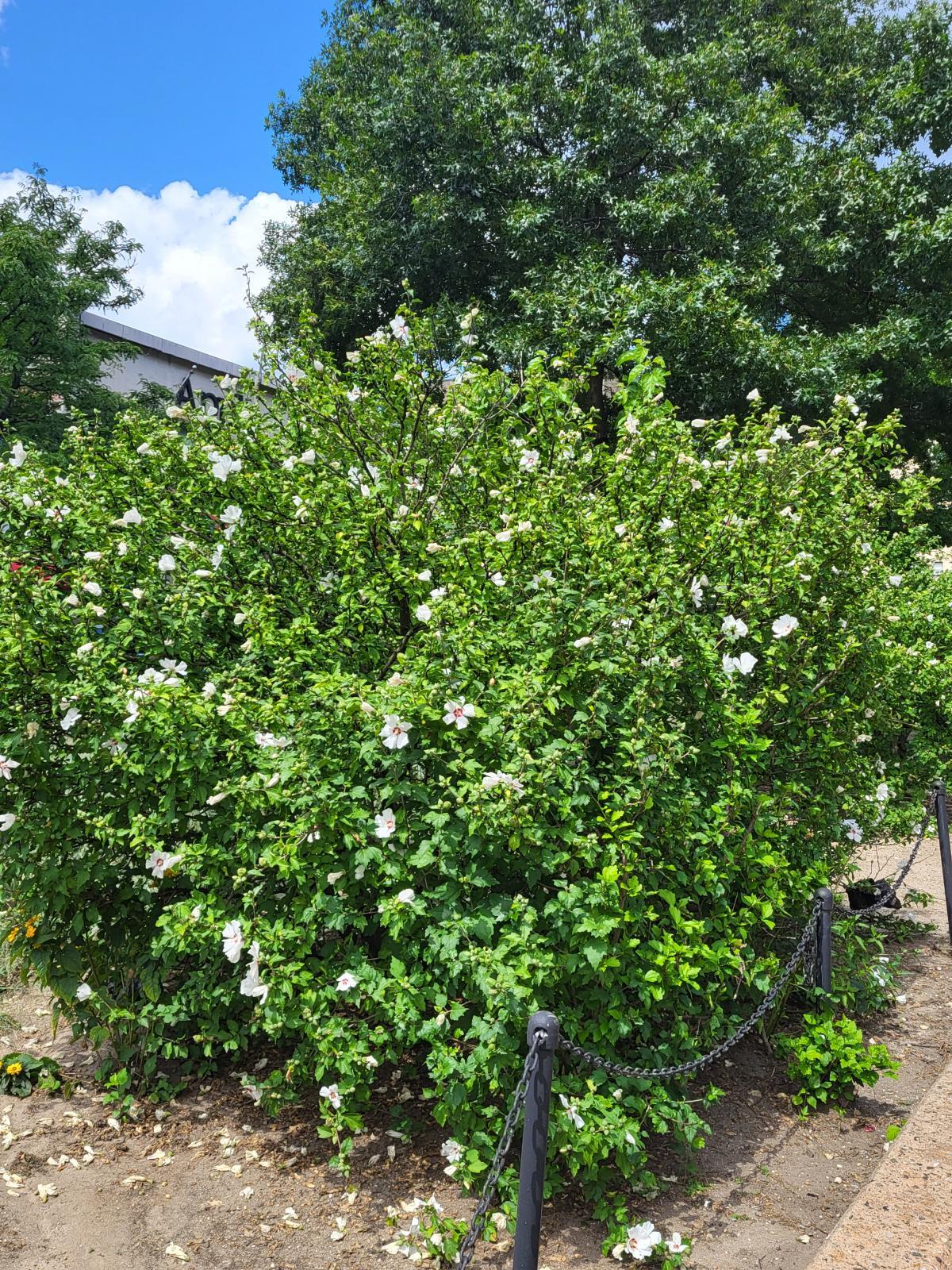 An image of a bush of the common Hibiscus syriacus, which emphasizes the large, green foliage surrounding the white and red flowers.