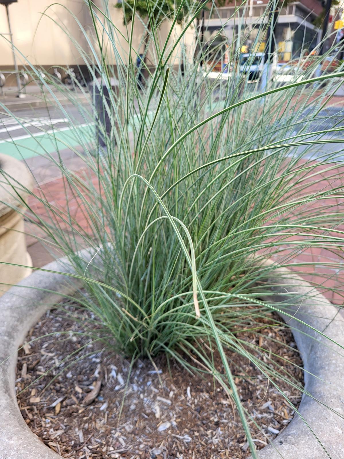 This is an image of Miscanthus sinensis ('Morning Light' cultivar), which involve clumps of dense, green grass, with white margins.