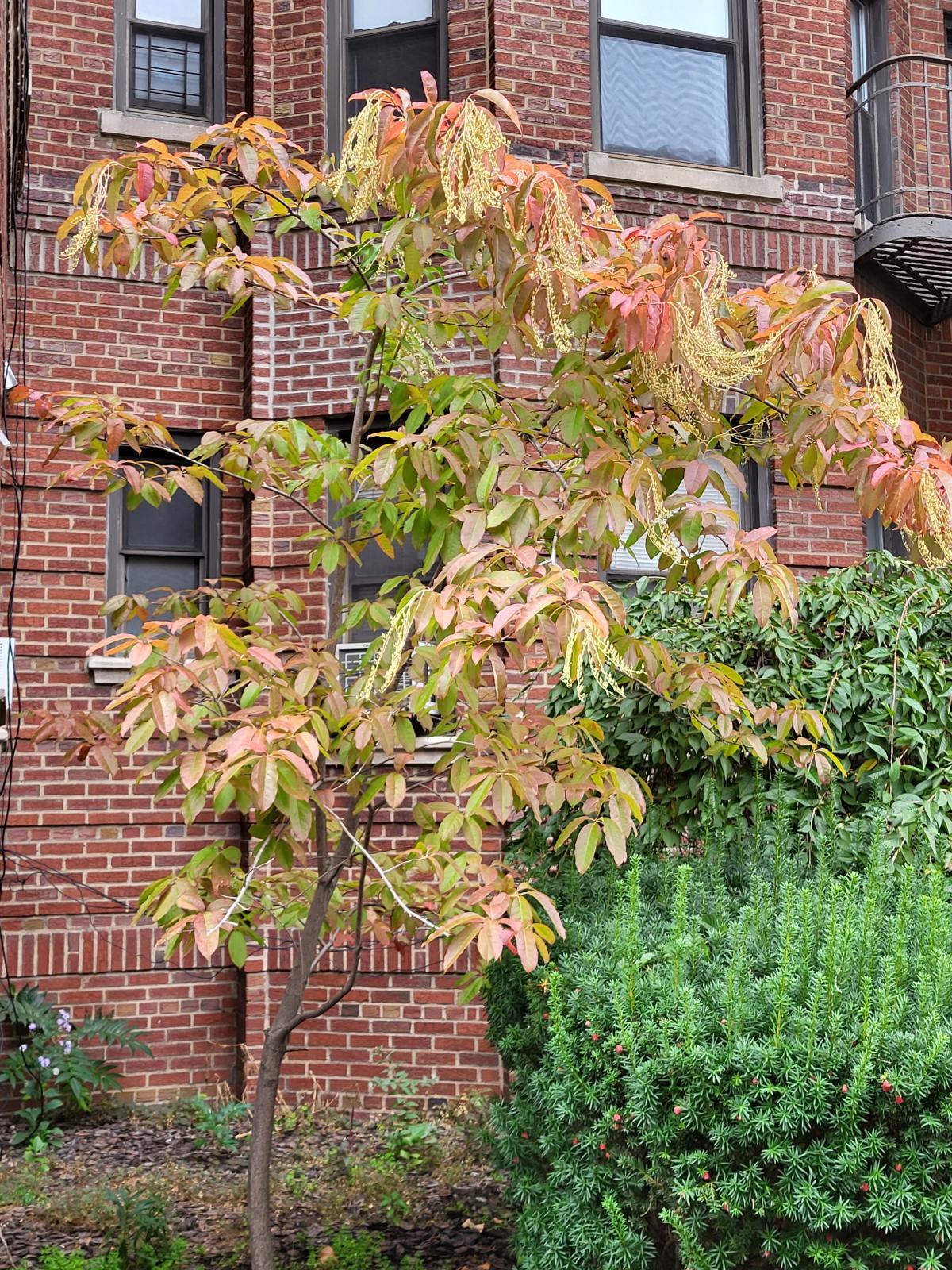 An image of Oxydendrum arboreum, with a thin, brown trunk and leaves that are turning red from green.