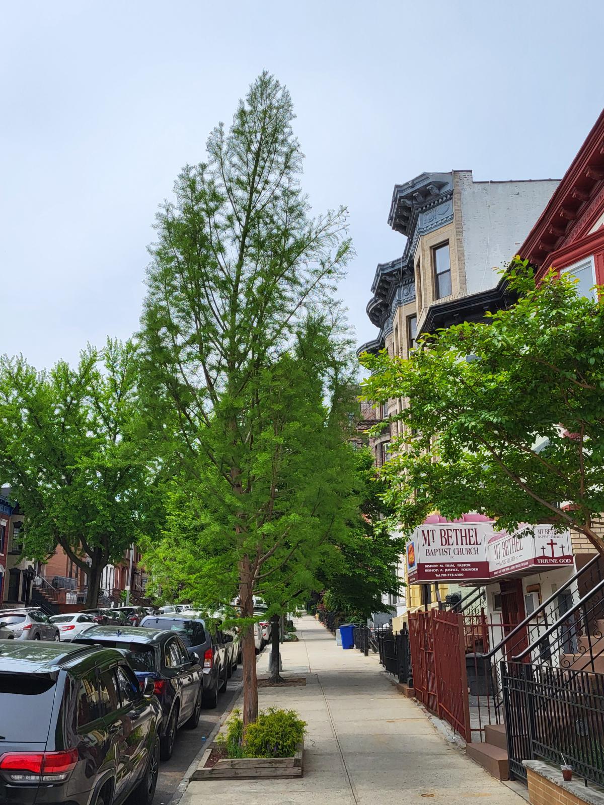 This is an image of a Taxodium distichum ('Mickelson' cultivar) in an upright form, presenting its vibrant green, need-like foliage in a sidewalk setting. 