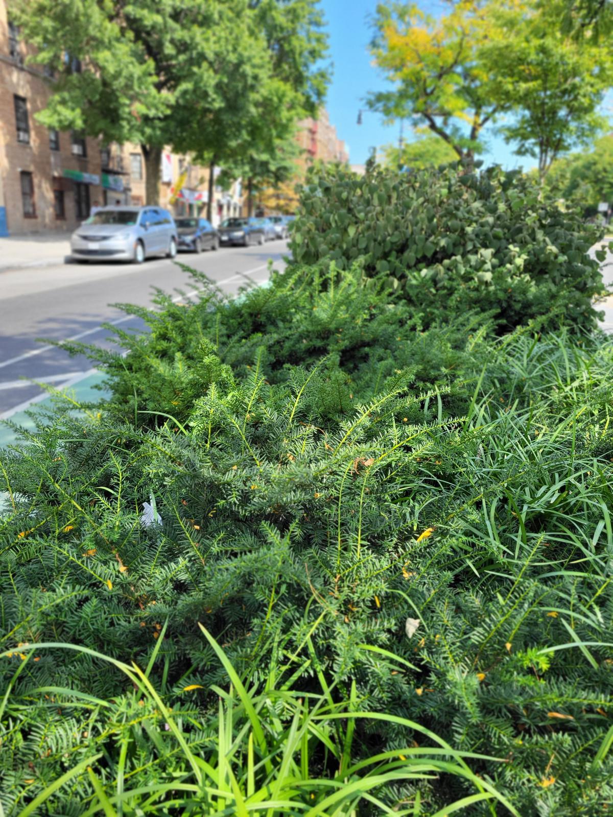 This image of Taxus x media ('Densiformis' cultivar) exhibits its green needle foliage and in a street median, with surrounding grasses.
