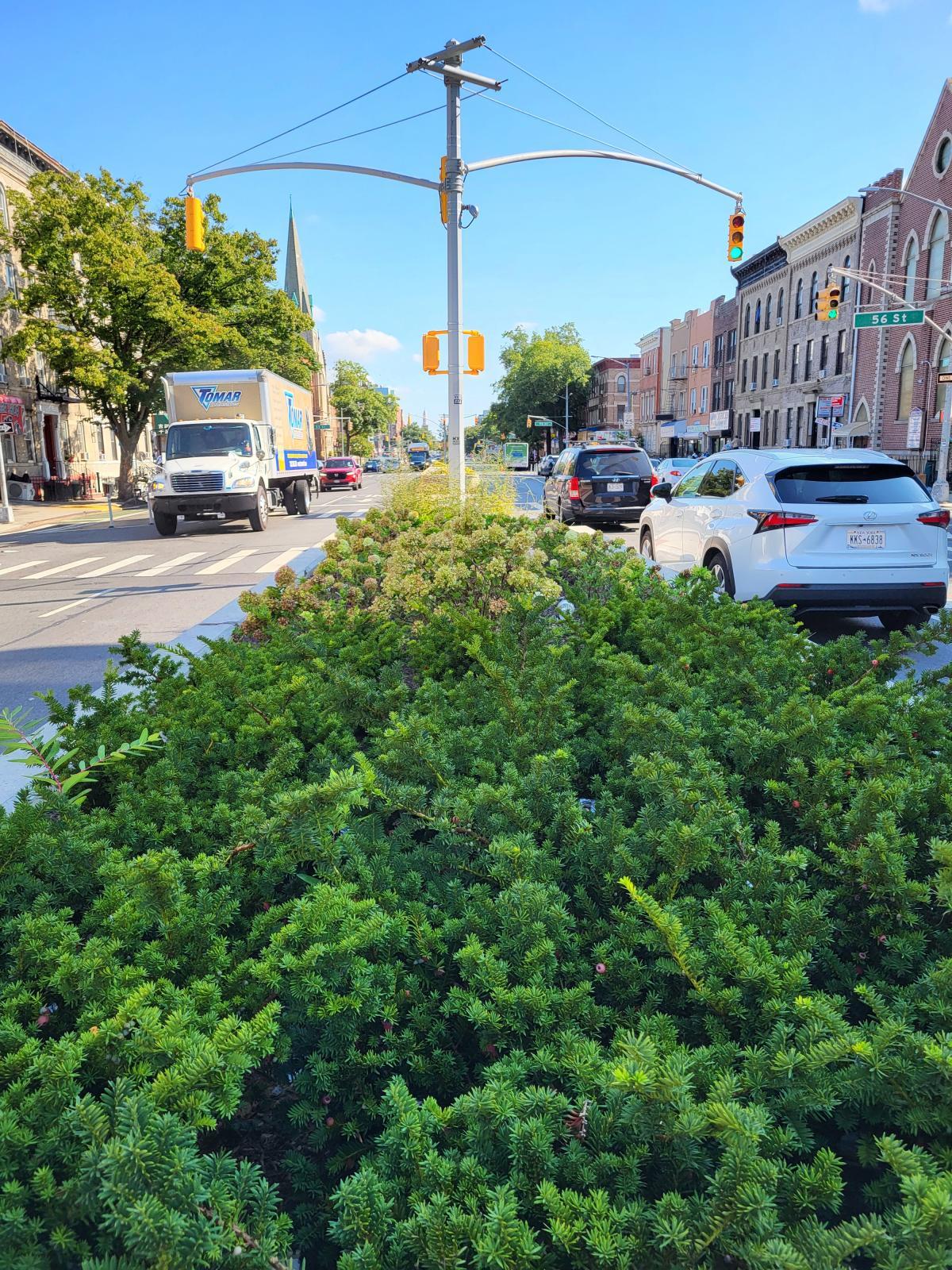 This is a photograph of many Taxus x media ('Wardii' cultivar) bushes planted within a median, which are full of dark-green needles and occasional red berries.