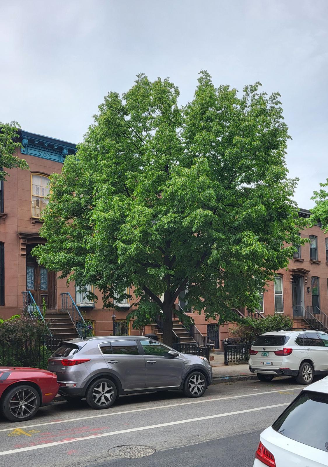 This is an image of a common Tilia cordata tree, showcasing its broad and round canopy with dense, green foliage.