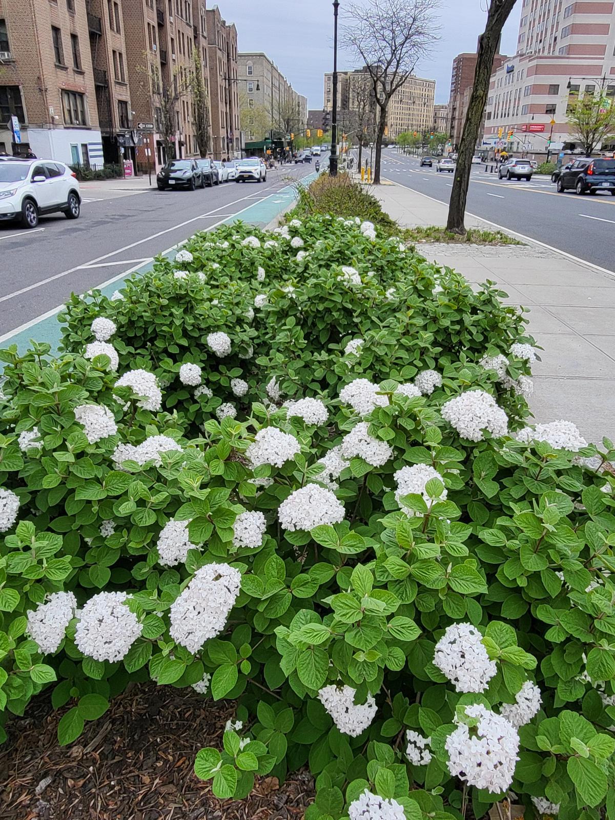 This is a general image of Viburnum carlesii ('Compactum' cultivar), featuring its snowball-like flowers and bright green foliage, leading to a receding city.