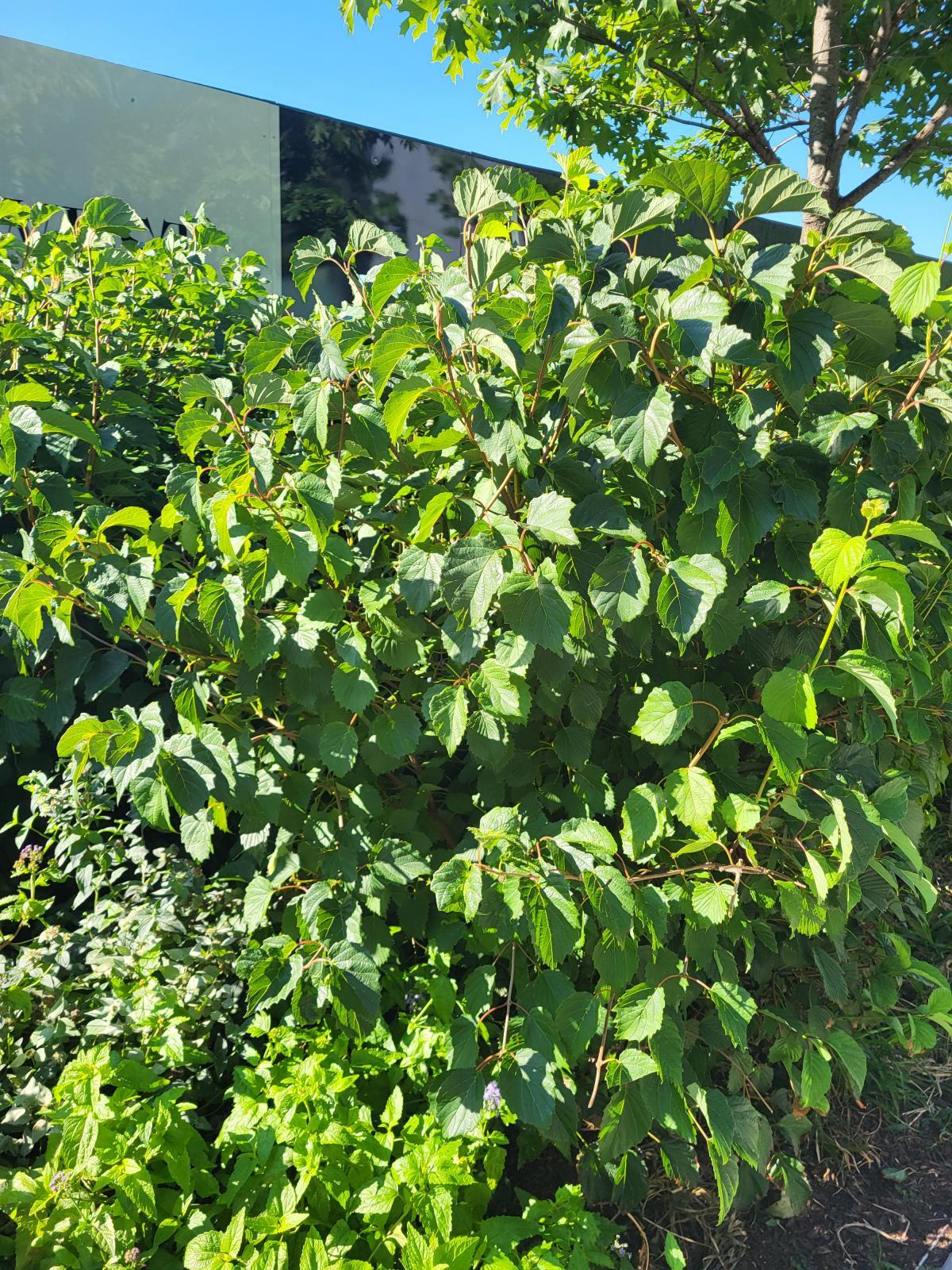 This is an image of Viburnum dentatum ('Christom' cultivar), a lush green shrub that has toothed leaves and reddish-brown stems, positioned in front of a building.