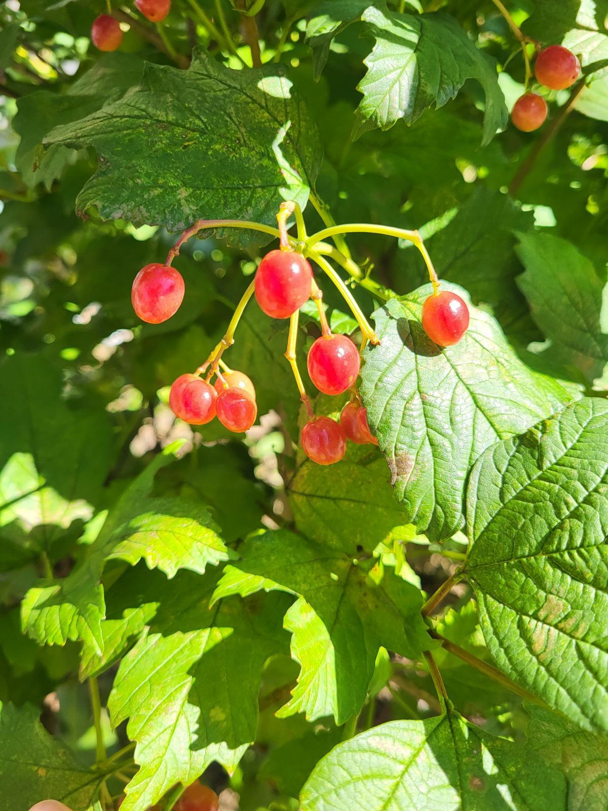 This is a close-up image of Viburnum opulus, highlighting its shiny red berries, and green leaves with visible veins.