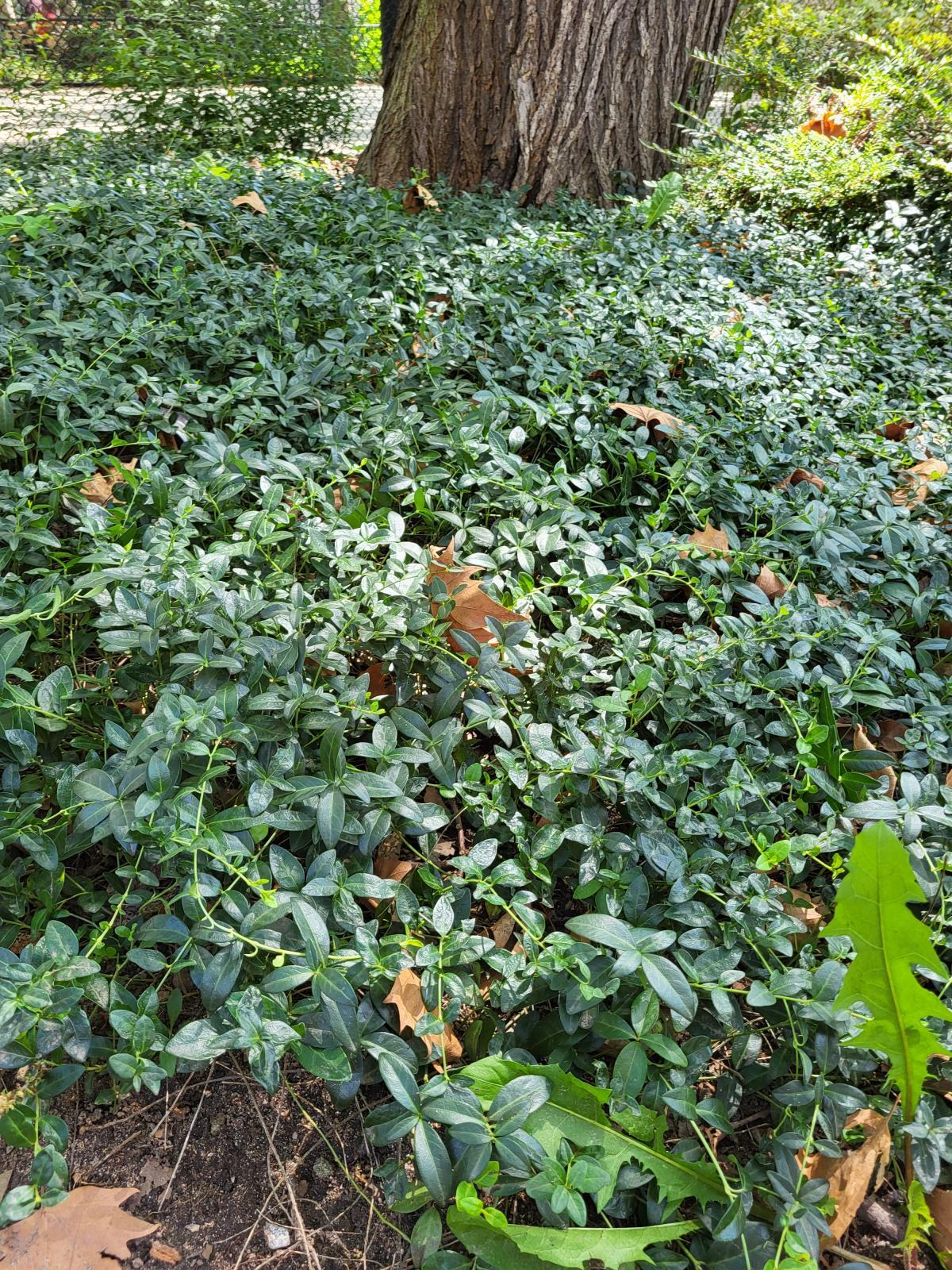 This is an image of a blanket of Vinca minor plants, illustrating its dark green foliage and bright green stems that surround the base of a tree.