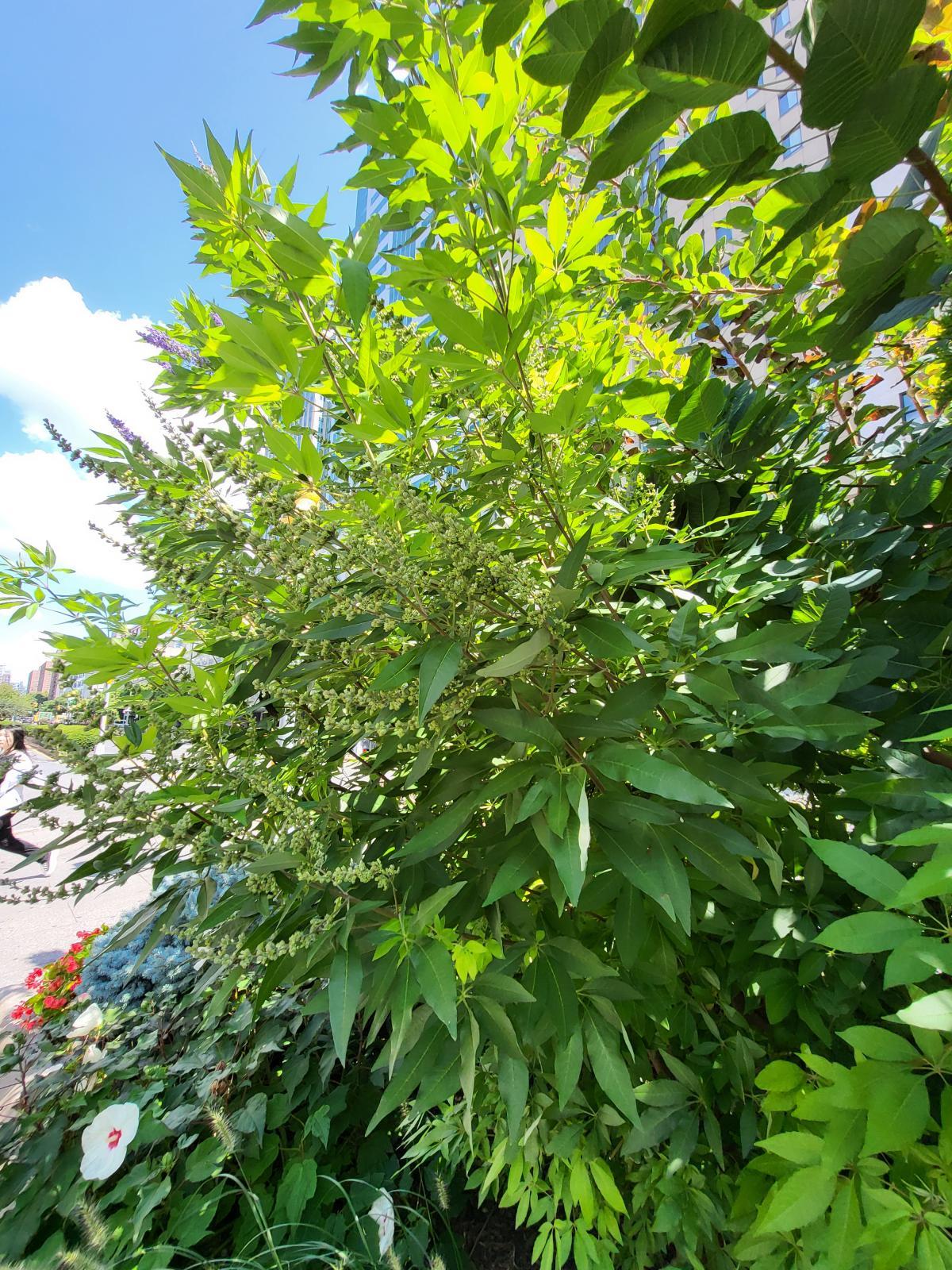 This is an image of Vitex agnus-castus, a leafy plant with teardrop-shaped leaves and spiky, purple flowers growing on its ends.