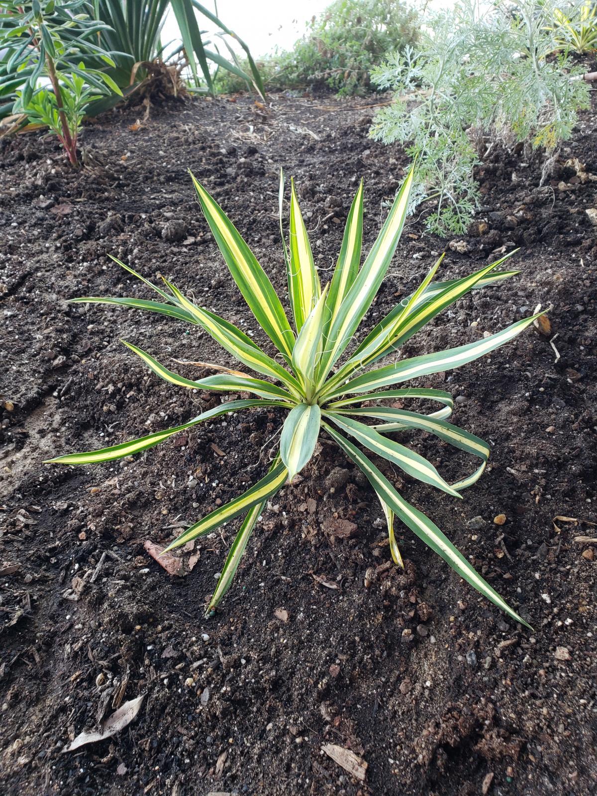 This is an image of a young Yucca filamentosa ('Color Guard' cultivar) plant, which is variegated with green and yellow, each leaf radiating outwards.