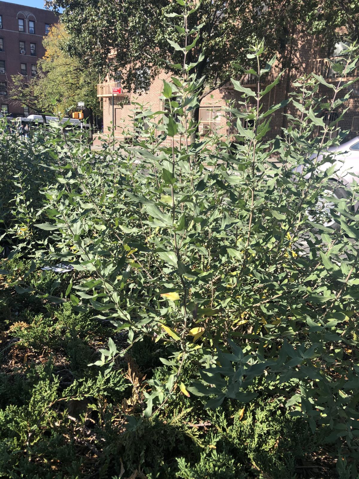 An image of the Caryopteris x clandonesis ('Dark Knight' cultivar) shrub, with grayish-green foliage.